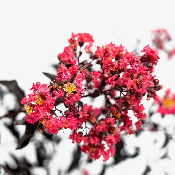 Midnight Magic Crape Myrtle 4 Midnight Magic Crape Myrtle - Image 4