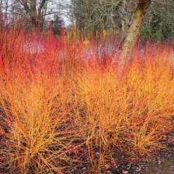 Midwinter Fire Dogwood