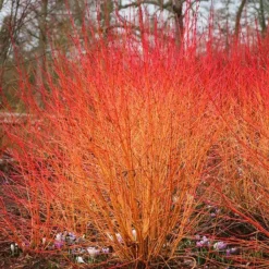 Midwinter Fire Dogwood 5 Midwinter Fire Dogwood -The Tree Center Store Midwinter Fire Dogwood 2 copy jpg webp