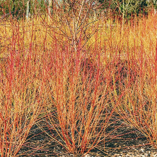 Midwinter Fire Dogwood 2 Midwinter Fire Dogwood - Image 2