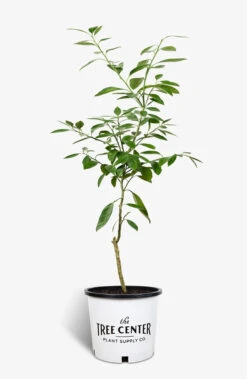 Miho Satsuma Orange Tree -The Tree Center Store Miho Satsuma Orange Tree 5G 01 600x920 1