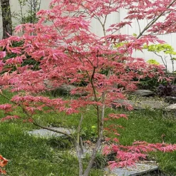 Mikazuki Japanese Maple