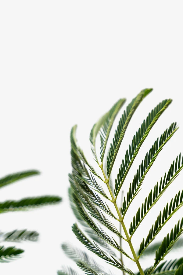 Mimosa Silk Tree 3 Mimosa Silk Tree - Image 3