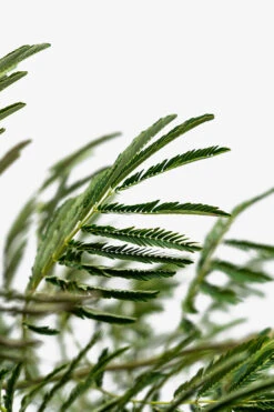 Mimosa Silk Tree 9 Mimosa Silk Tree -The Tree Center Store Mimosa Silk Tree 5G 03 600x900 1