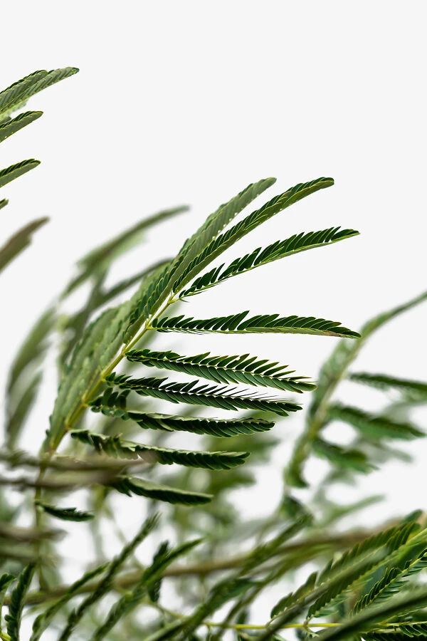 Mimosa Silk Tree 5 Mimosa Silk Tree - Image 5