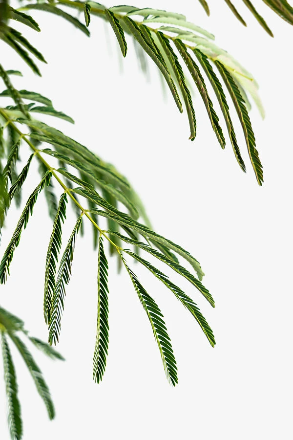 Mimosa Silk Tree 4 Mimosa Silk Tree - Image 4