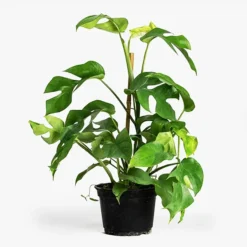 Ginny Monstera -The Tree Center Store Mini Monstera Ginny 1 copy jpg