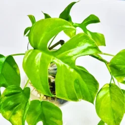 Ginny Monstera -The Tree Center Store Mini Monstera Ginny 4 copy jpg webp