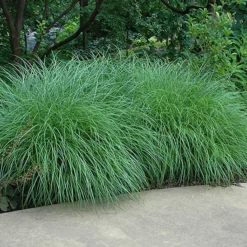 Little Kitten Grass 6 Little Kitten Grass -The Tree Center Store Miscanthus Little Kitten 01 copy jpg
