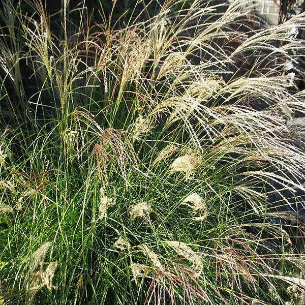 Little Kitten Grass 2 Little Kitten Grass - Image 2