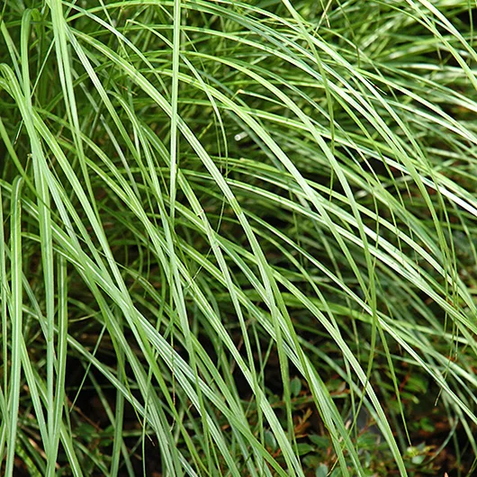 Little Kitten Grass 1 Little Kitten Grass