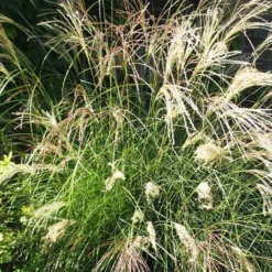 Little Kitten Grass 7 Little Kitten Grass -The Tree Center Store Miscanthus Little Kitten 04 copy jpg