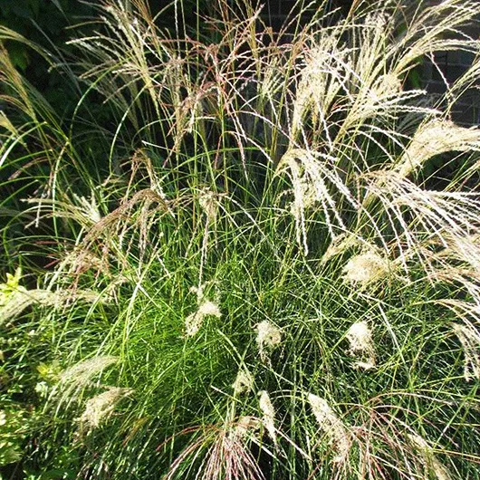 Little Kitten Grass 4 Little Kitten Grass - Image 4