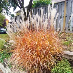 Flame Grass -The Tree Center Store Miscanthus sinensis ‘Purpurascens 1 copy jpg