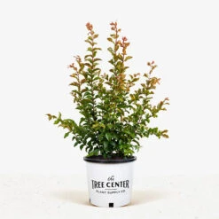 Miss Francis Crape Myrtle 7 Miss Francis Crape Myrtle -The Tree Center Store Miss Frances Crape Myrtle 5G 01 1 600x600 1