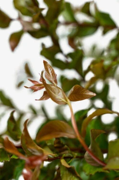 Miss Francis Crape Myrtle 9 Miss Francis Crape Myrtle -The Tree Center Store Miss Frances Crape Myrtle 5G 02 600x900 1