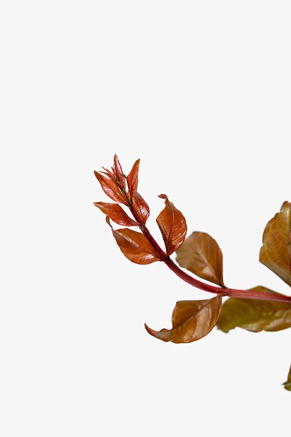 Miss Francis Crape Myrtle 2 Miss Francis Crape Myrtle - Image 2