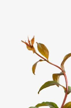 Miss Francis Crape Myrtle 8 Miss Francis Crape Myrtle -The Tree Center Store Miss Frances Crape Myrtle 5G 05 600x900 1