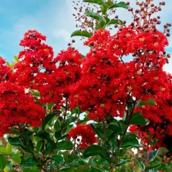 Miss Francis Crape Myrtle