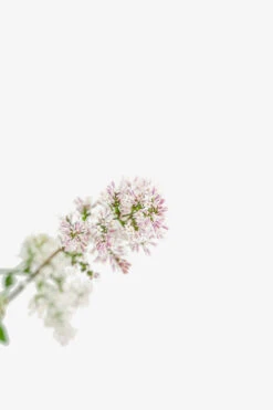 Miss Kim Lilac -The Tree Center Store Miss Kim Lilac 3G 04 copy 600x900 1