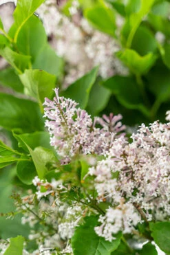 Miss Kim Lilac -The Tree Center Store Miss Kim Lilac 3G 05 copy 1 600x900 1