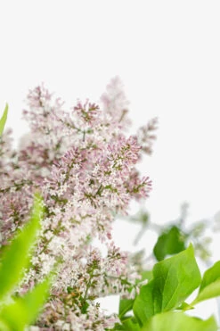 Miss Kim Lilac -The Tree Center Store Miss Kim Lilac 3G 06 copy 1 600x900 1