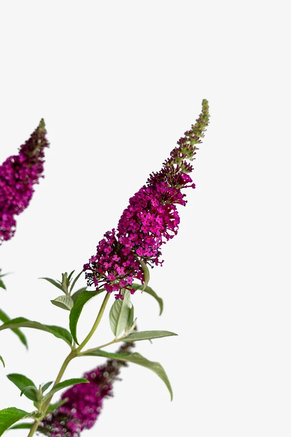 Miss Molly Butterfly Bush 2 Miss Molly Butterfly Bush - Image 2