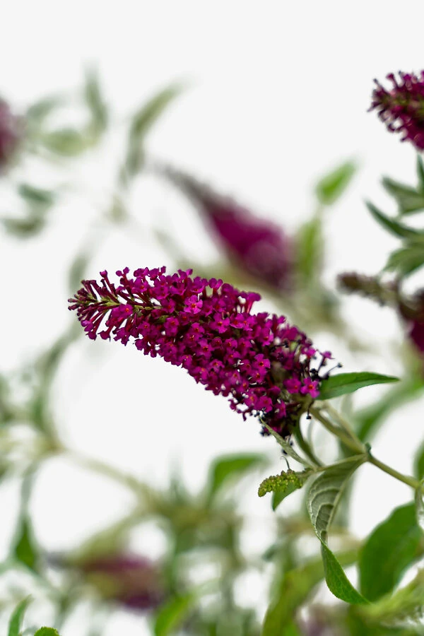 Miss Molly Butterfly Bush 4 Miss Molly Butterfly Bush - Image 4