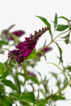 Miss Molly Butterfly Bush 6 Miss Molly Butterfly Bush -The Tree Center Store Miss Molly Butterfly 3G 06 600x900 1