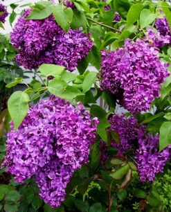 Monge Purple Lilac -The Tree Center Store Monge Purple Lilac 2 copy 600x743 1