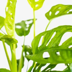 Monstera Swiss Cheese Plant -The Tree Center Store Monstera Swiss Cheese Plant 1G 05 copy 600x600 1