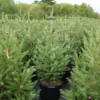Montrose Charm White Spruce