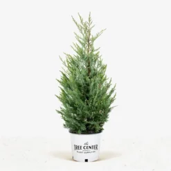 Moonglow Juniper -The Tree Center Store Moonglow Juniper 5G 01 jpg 600x600 1