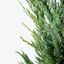 Moonglow Juniper -The Tree Center Store Moonglow Juniper 5G 02 600x600 1