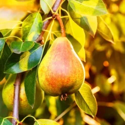 Moonglow Pear Tree