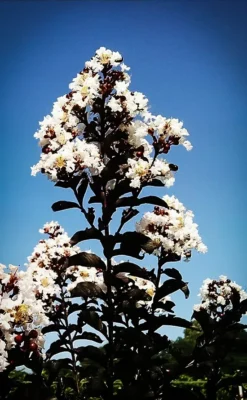 Moonlight Magic Crape Myrtle