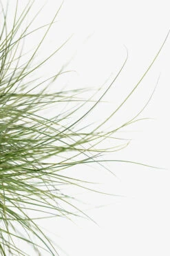 Morning Light Maiden Grass -The Tree Center Store Morning Maiden Grass 3G 03 600x900 1