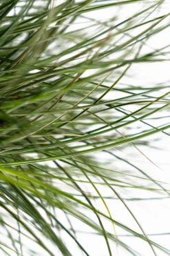 Morning Light Maiden Grass -The Tree Center Store Morning Maiden Grass 3G 04 copy 600x900 1