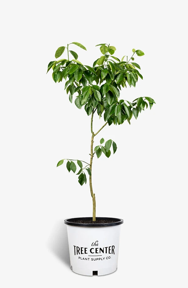 Moro Blood Orange 2 Moro Blood Orange - Image 2