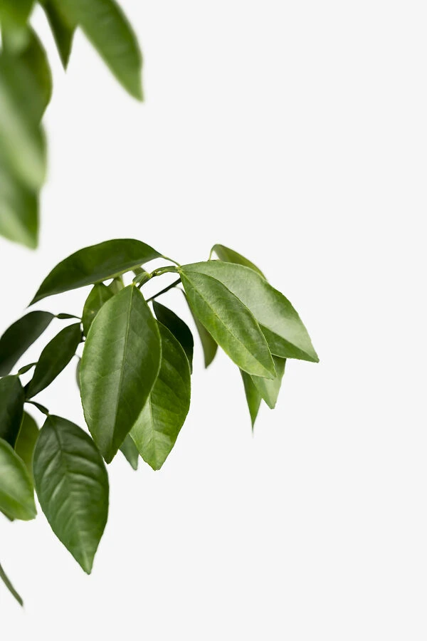 Moro Blood Orange 1 Moro Blood Orange