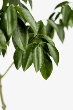 Moro Blood Orange 8 Moro Blood Orange -The Tree Center Store Moro Blood Orange 03 600x900 1