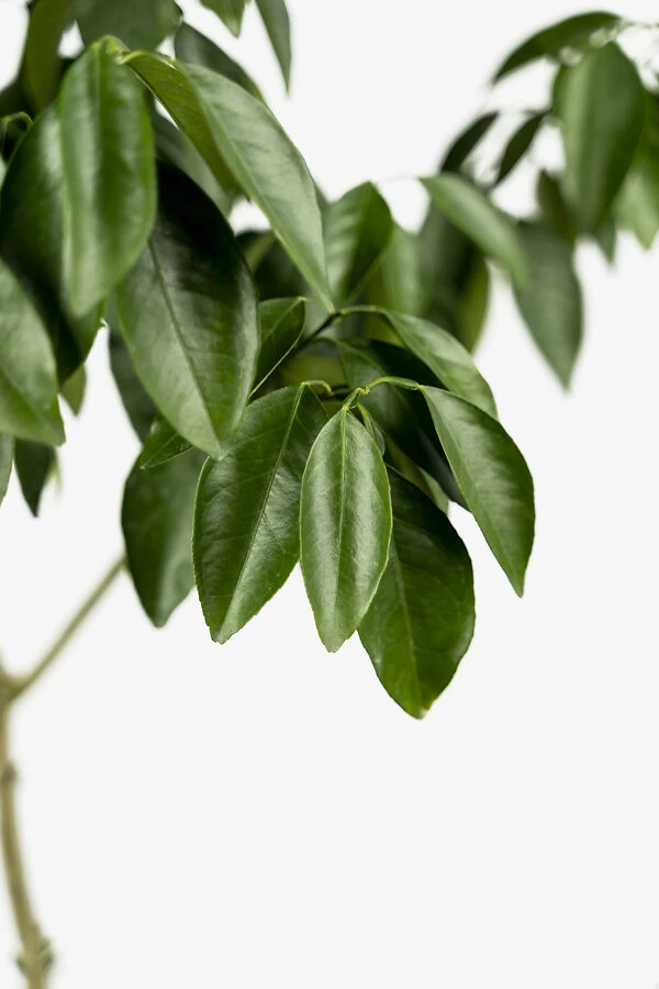 Moro Blood Orange 4 Moro Blood Orange - Image 4