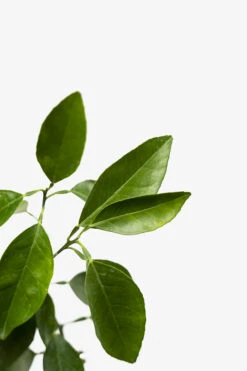 Moro Blood Orange 7 Moro Blood Orange -The Tree Center Store Moro Blood Orange 06 600x900 1