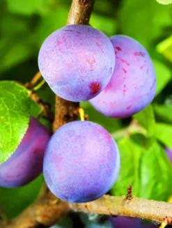 Morris Plum Tree -The Tree Center Store Morris Plum Tree 1 jpg webp