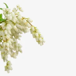 Mountain Fire Pieris -The Tree Center Store Mountain Fire Pieris 5G 03 copy jpg webp e1695226975702 600x600 1