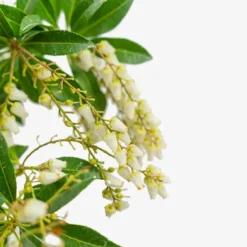 Mountain Fire Pieris -The Tree Center Store Mountain Fire Pieris 5G 04 copy jpg webp e1695226945335 600x600 1