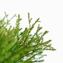 Mr. Bowling Ball Arborvitae