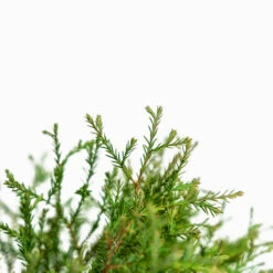 Mr. Bowling Ball Arborvitae -The Tree Center Store Mr. Bowling Ball Arborvitae 3G 03 copy 600x600 1