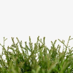 Mr. Bowling Ball Arborvitae -The Tree Center Store Mr. Bowling Ball Arborvitae 3G 06 copy 600x600 1