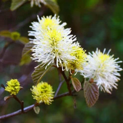 Mount Airy Fothergilla -The Tree Center Store Mt Airy Fothergilla 1 600x600 1